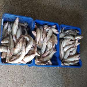 Peste 70 kg peşte fără documente legale, confiscate de poliţiştii de frontieră tulceni