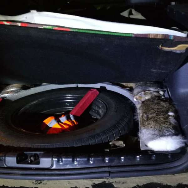 Doi bărbaţi depistaţi la braconaj cinegetic în zona de responsabilitate a S.P.F. Foltești