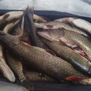 Pește fără documente legale, confiscat de poliţiştii de frontieră tulceni