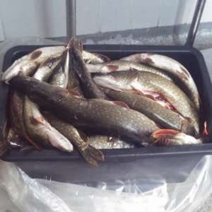 Pește fără documente legale, confiscat de poliţiştii de frontieră tulceni