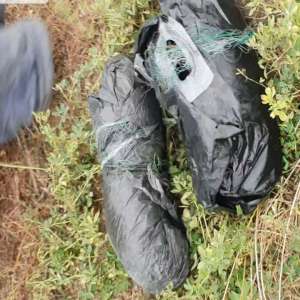 Doi gălățeni cercetați penal pentru braconaj piscicol