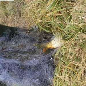 Doi gălățeni cercetați penal pentru braconaj piscicol