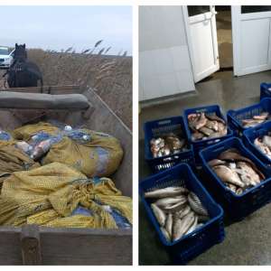 Aproximativ 170 kg peşte fără documente legale şi plase monofilament,  confiscate de poliţiştii de frontieră tulceni