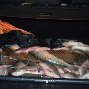 Peşte confiscat de poliţiştii de frontieră  din cadrul S.P.F. Moldova Veche