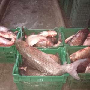 200 kg peşte fără documente legale, confiscate de poliţiştii de frontieră constănțeni