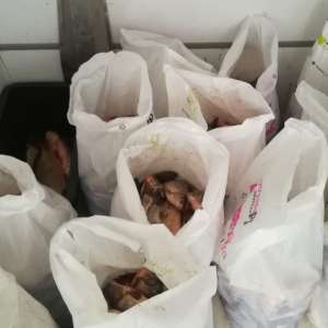 Peste 300 kg peşte fără documente legale, confiscate de poliţiştii de frontieră