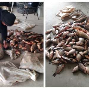 Peste 150 kg peşte fără documente legale, confiscate de poliţiştii de frontieră tulceni