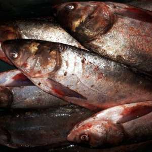 Lucrări penale pentru braconaj piscicol, întocmite de polițiștii de frontieră