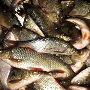 Lucrări penale pentru braconaj piscicol, întocmite de polițiștii de frontieră