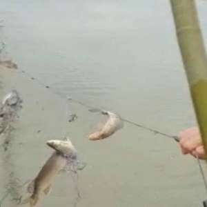 Lucrări penale pentru braconaj piscicol, întocmite de polițiștii de frontieră