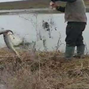 Lucrări penale pentru braconaj piscicol, întocmite de polițiștii de frontieră