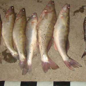 Transport de aproximativ 400 kg de peşte fără documente legale