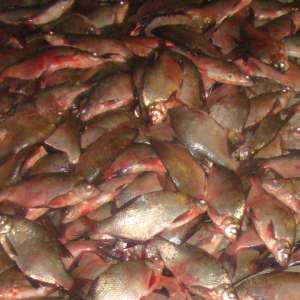 Transport de aproximativ 400 kg de peşte fără documente legale