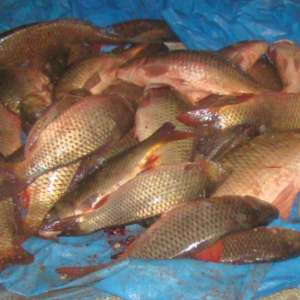 Transport de aproximativ 400 kg de peşte fără documente legale