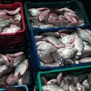 Peste 600 kg de peşte fără documente legale, confiscate de poliţiştii de frontieră