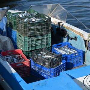 Peste 360 kilograme de peşte fără documente legale, confiscate de poliţiştii de frontieră tulceni