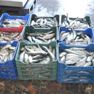 Peste 360 kilograme de peşte fără documente legale, confiscate de poliţiştii de frontieră tulceni