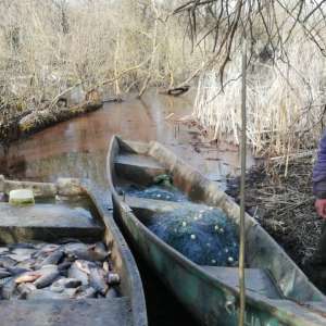 Peste 100 kg peşte fără documente legale şi plase de pescuit, confiscate de poliţiştii de frontieră tulceni
