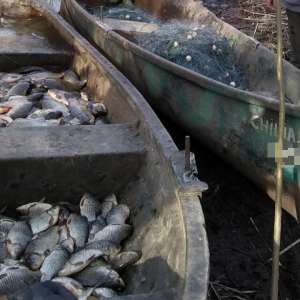 Peste 100 kg peşte fără documente legale şi plase de pescuit, confiscate de poliţiştii de frontieră tulceni