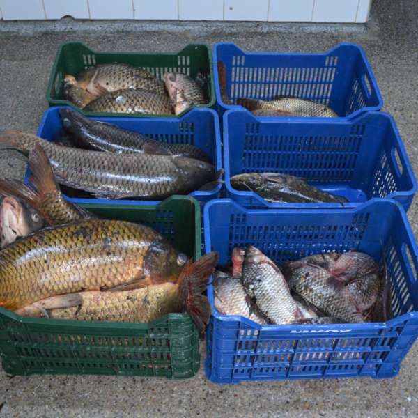 Peste 100 kg peşte fără documente legale, confiscate de poliţiştii de frontieră tulceni