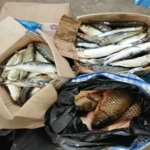 Peşte fără documente legale, descoperit de polițiștii de frontieră gălățeni