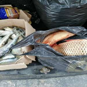 Peşte fără documente legale, descoperit de polițiștii de frontieră gălățeni