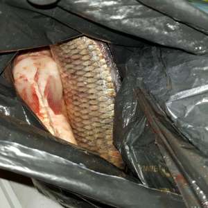 Peşte fără documente legale, descoperit de polițiștii de frontieră gălățeni