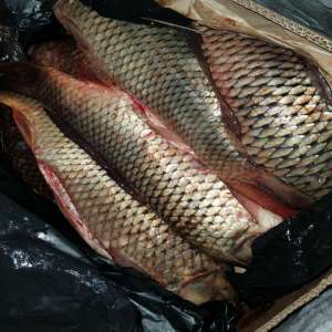 Peşte fără documente legale, descoperit de polițiștii de frontieră gălățeni