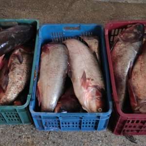 Peste 60 kilograme de peşte fără documente legale, confiscate de poliţiştii de frontieră tulceni