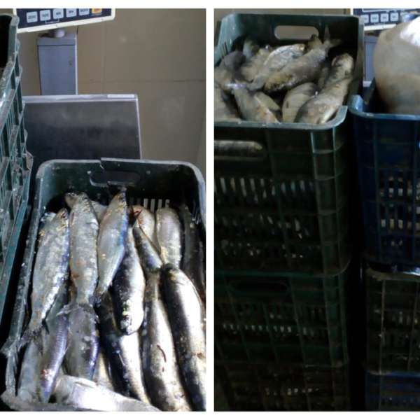 Peste 200 de kilograme de peşte, transportate fără documente legale