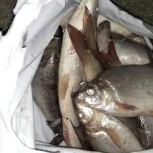 Transport ilegal de peşte, depistat de poliţiştii de frontieră din cadrul Sectorului Poliţiei de Frontieră Feteşti