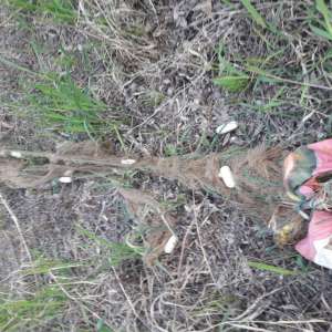 Infracțiuni de braconaj piscicol constatate de polițiștii de frontieră brăileni