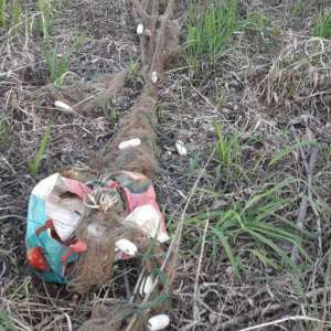 Infracțiuni de braconaj piscicol constatate de polițiștii de frontieră brăileni