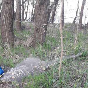 Infracțiuni de braconaj piscicol constatate de polițiștii de frontieră brăileni