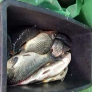 Transport ilegal de peşte, depistat de poliţiştii de frontieră din cadrul Sectorului Poliţiei de Frontieră Olteniţa