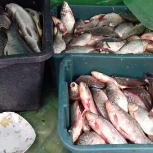 Transport ilegal de peşte, depistat de poliţiştii de frontieră din cadrul Sectorului Poliţiei de Frontieră Olteniţa