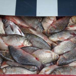 Transport ilegal de peşte, depistat de poliţiştii de frontieră din cadrul Sectorului Poliţiei de Frontieră Olteniţa