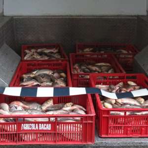 Transport ilegal de peşte, depistat de poliţiştii de frontieră din cadrul Sectorului Poliţiei de Frontieră Olteniţa