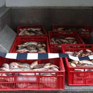 Transport ilegal de peşte, depistat de poliţiştii de frontieră din cadrul Sectorului Poliţiei de Frontieră Olteniţa