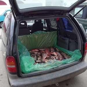 Transport ilegal de peşte, depistat de poliţiştii de frontieră din cadrul Sectorului Poliţiei de Frontieră Olteniţa