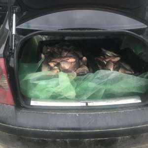 Peste 200 kg peşte, transportate fără documente legale, confiscate de poliţiştii de frontieră