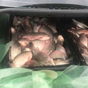 Peste 200 kg peşte, transportate fără documente legale, confiscate de poliţiştii de frontieră