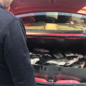 Aproximativ 300 kg peşte, transportate ilegal, depistate de poliţiştii de frontieră din cadrul Sectorului P.F. Olteniţa, în săptămâna Floriilor