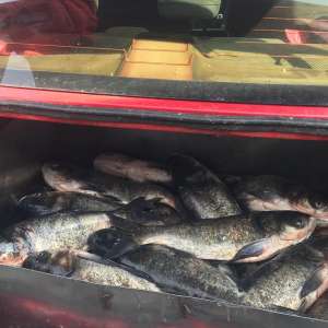 Aproximativ 300 kg peşte, transportate ilegal, depistate de poliţiştii de frontieră din cadrul Sectorului P.F. Olteniţa, în săptămâna Floriilor