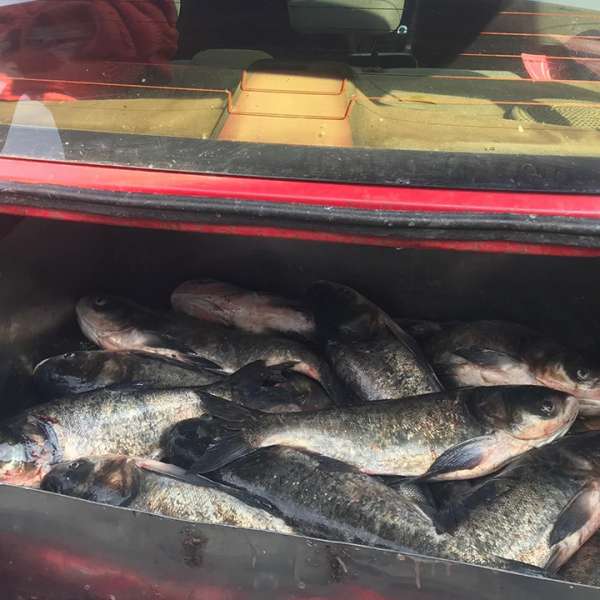 Aproximativ 300 kg peşte, transportate ilegal, depistate de poliţiştii de frontieră din cadrul Sectorului P.F. Olteniţa, în săptămâna Floriilor