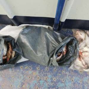 Plase de pescuit și aproximativ 100 kg de peşte fără documente legale, confiscate de poliţiştii de frontieră