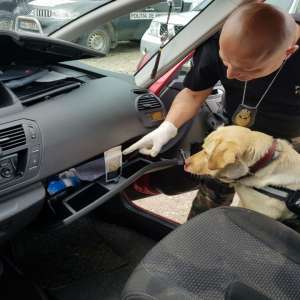 Canabis descoperit de câinele polițist