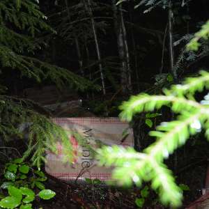 Aproximativ 57.500 pachete țigări în valoare de 672.000 lei,  confiscate la frontiera de nord a României