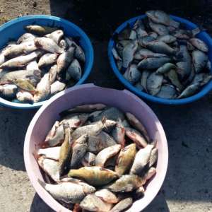 Peste 80 kg peşte şi plase monofilament, confiscate de poliţiştii de frontieră