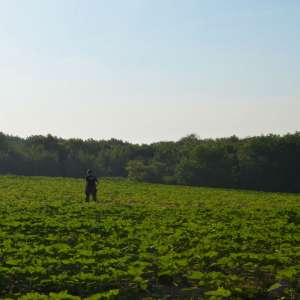 Ţigări de contrabandă transportate cu drona, abandonate în pădure